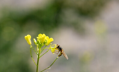 Small hoverfly on a yellow flower