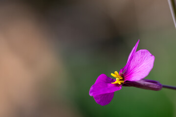 Purple flower in the garden