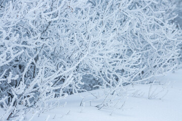 Snow and rime ice on the branches of bushes. Beautiful winter background with trees covered with hoarfrost. Plants in the park are covered with hoar frost. Cold snowy weather. Cool frosting texture.