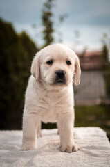 Obraz premium golden retriever puppy