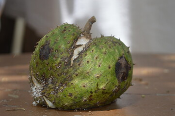 Guanabana caída, Fruto tropical 
