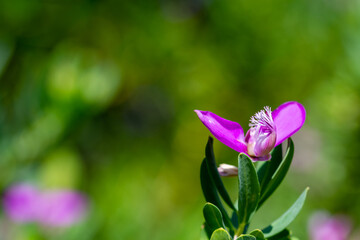 Purple flower in the garden