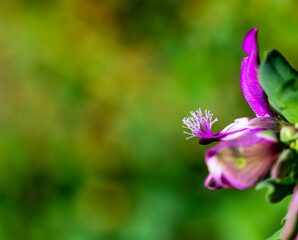 Purple flower in the garden