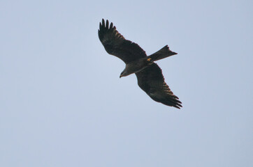 Fototapeta premium 1