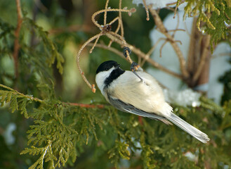 Chickadee hanging upside down from a branch in winter.