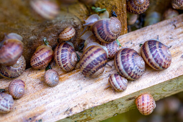 Snail farm. Industrial cultivation of edible mollusks of the species Helix aspersa muller or Cornu aspersum. Snails hide under protective shields during the day.