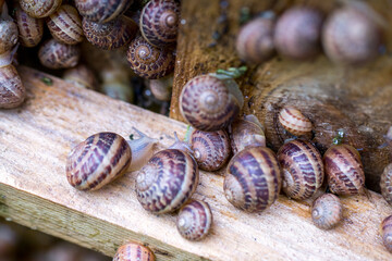 Snail farm. Industrial cultivation of edible mollusks of the species Helix aspersa muller or Cornu aspersum. Snails hide under protective shields during the day.