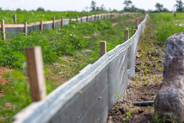 Snail farm. Industrial cultivation of edible mollusks of the species Helix aspersa muller or Cornu aspersum. Electric shepherd to keep the snail population from escape from the farm.
