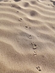 Fototapeta na wymiar Bird treads in the sand