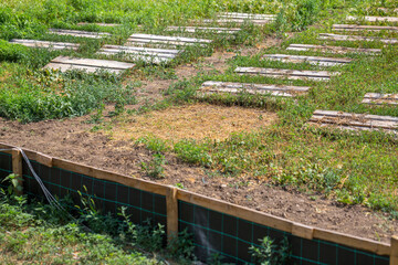 Snail farm. Industrial cultivation of edible mollusks of the species Helix aspersa muller or Cornu aspersum.