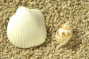 星の砂と貝殻