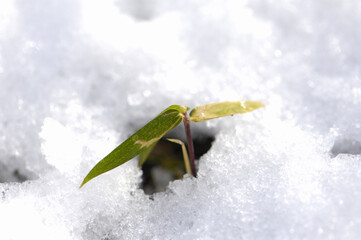 雪の中の笹