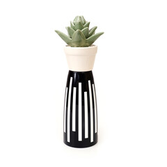 Striped plastic black and white vase and ceramic succulent plant isolated on white background