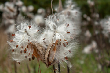 Common milkweed seeds billowing out of the seed pods in a field in the autumn.