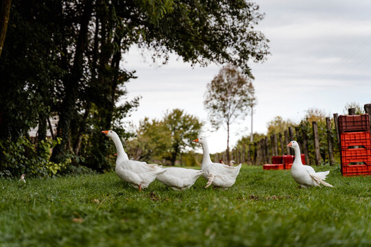 Free geese in the vineyard