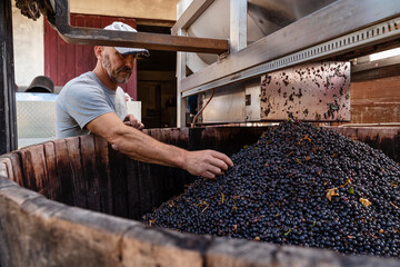 49 years old wine maker working to produce new wine for his winery