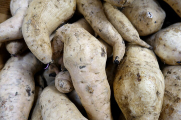 Close-up of local Okinawan Sweet Potato
