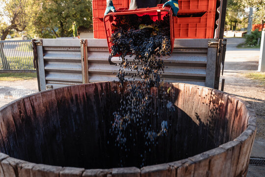 49 years old wine maker working to produce new wine for his winery