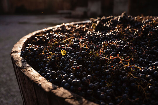 Wooden vats full of grapes, ready for pressing
