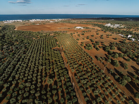 Olive tree farm from above; Drone view of olive tree plantation