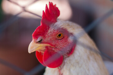 Gallina blanca gallinero