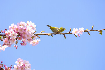 カワヅサクラとメジロ
