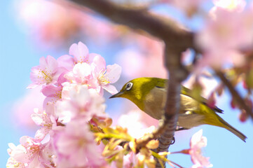 カワヅサクラとメジロ