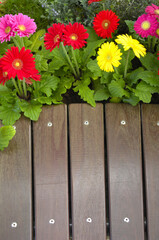 ガーベラとベンチ