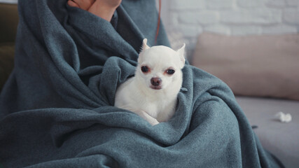 Sweet white Chihuahua sitting on girl knees covered in blanket. Young unhealthy chinese woman drinking tea warming up suffering with flu. Stay at home with pets.
