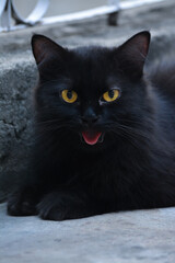 A black cat