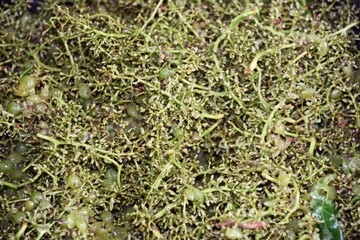 Grape marc - Traubentrester