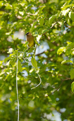 Cedar waxwing in Spring holding string for nesting material. Vertical image.