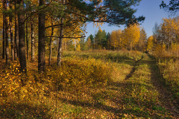 Autumn landscape dirt road in the field against the background of a forest with yellow foliage, blue sky and white clouds.