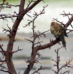 Mourning dove perched in a crabapple tree in the rain.