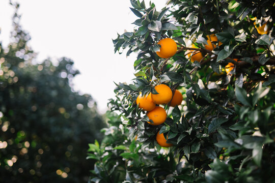 Orange Trees In Italy