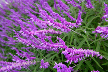 アメジストセージ