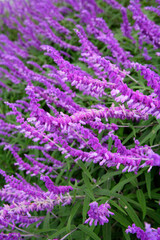 アメジストセージ