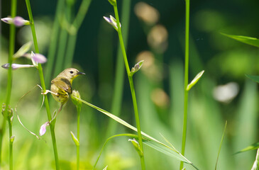 Wren bird perched on a flower stem in summer.