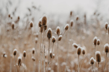 A snowy field in the winter