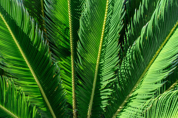 Naklejka na ściany i meble Green leaves of palm tree background close-up. Gardening, beauty in nature concept.