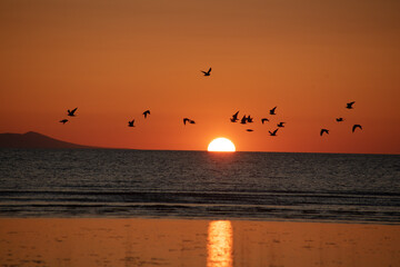 sunset on the sea with bird silhouettes