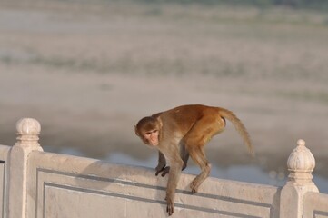 baboon sitting on a fence