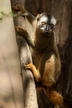 A Lone Lemur on a Tree