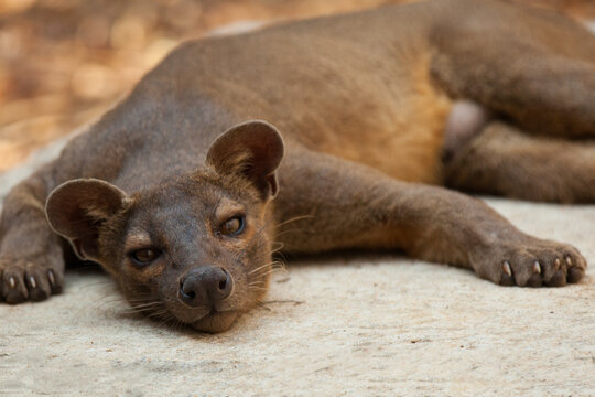 A Fossa in Repose
