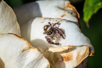 Jumping Spider on a White Rose Petal 
