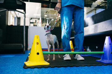 Crop vet training dog in clinic