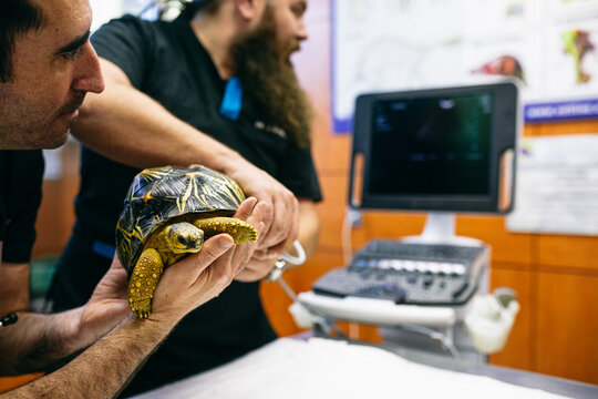 Male veterinaries making sonogram of turtle