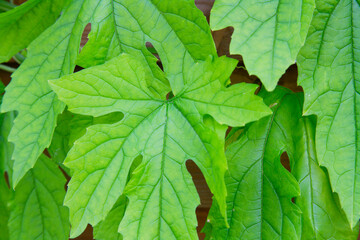 ニガウリの葉