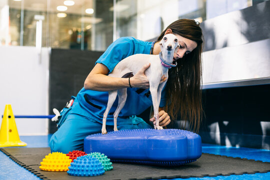 Female vet and dog during rehabilitation session