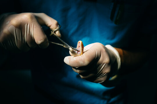 veterinarian examining a snake's mouth